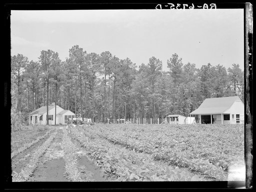 Homesteader hoeing tobacco. Penderlea Homesteads, North Carolina
