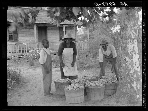 Rehabilitation client and wife with one day's tomato pick off coast of Beaufort, South Carolina