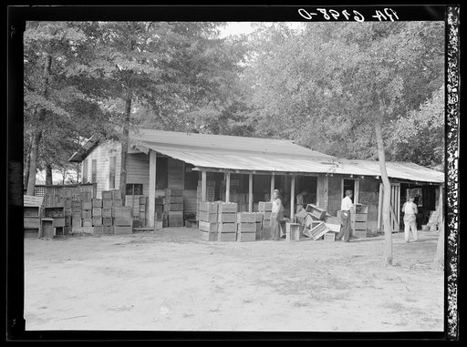 Shipping resettlement's clients tomatoes at truck market packing plant at Lady's Island off Beaufort, South Carolina