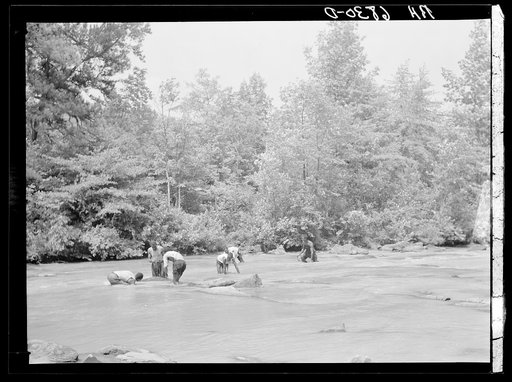 Negroes catching small catfish with their hands. Bait to be used in shoals of Little River near Eatonton, Georgia