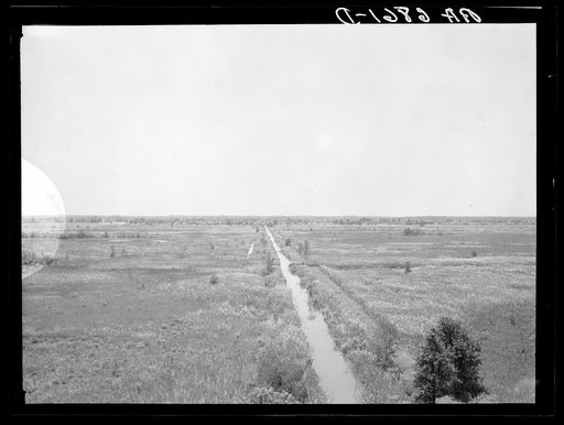 Old drainage ditch in Savannah River delta, now in area of Savannah River migratory waterfowl refuge, biological survey project. Near Savannah, Georgia