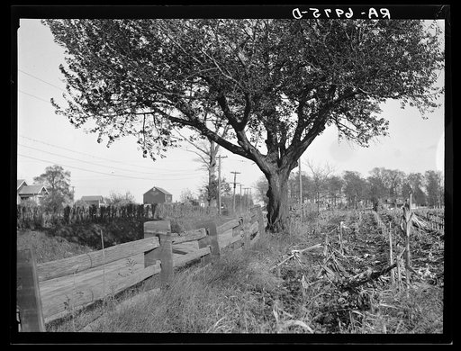 Old state post fence of W.T. Huber farm. Northampton Farms, Hanoverville, Pennsylvania