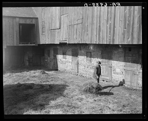 Lloyd Kramer farm. Northampton Farms site. Farmville, Pennsylvania