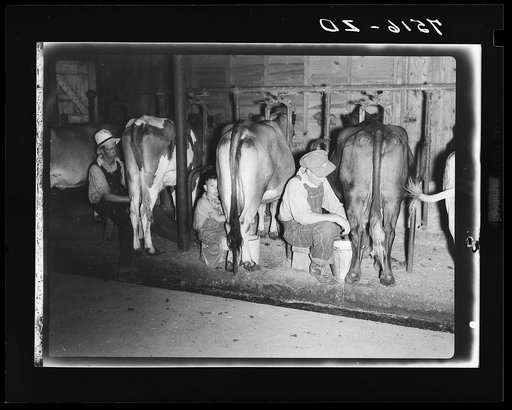 Mr. Clarence Thornton, Dale, and Darrel milk three of the nine grade cows purchased with Farm Security Administration loan. Story County, Iowa