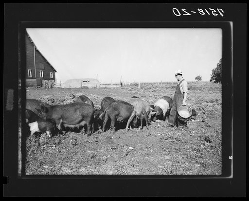Clarence Thornton with some of his Hampshire shoats, purchased with Farm Security Administration loan. Story County, Iowa