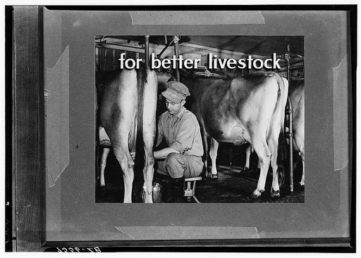 Section of Farm Security Administration strip film