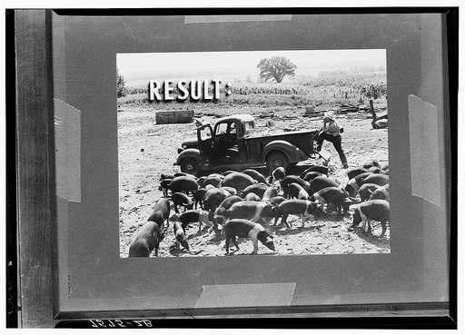 Section of Farm Security Administration strip film