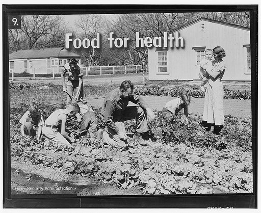 Homegrown food is homegrown health. Exercise, fresh air, sunshine, as well as good things to eat, mean good health for the whole family. Many hands are making light work of this job