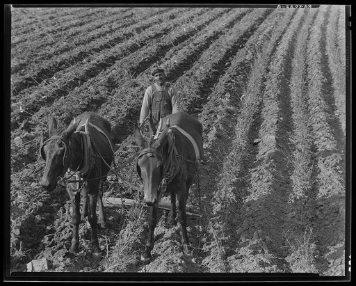 Near Tupelo, Mississippi. Negro farming