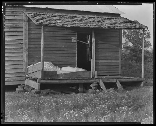 Cotton on the porch of Bud Fields' home. Hale County, Alabama