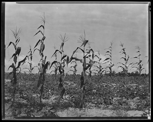 Cotton and corn. Hale County, Alabama