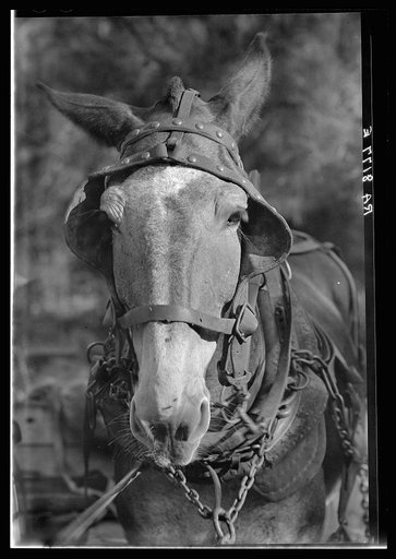 Mule. Hale County, Alabama