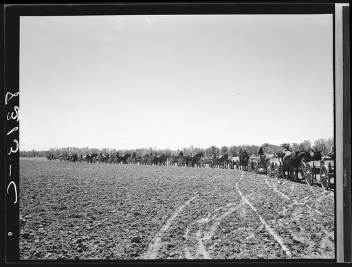 Lines of farmers waiting for cotton seed which they are buying cooperatively. Roanoke Farms, North Carolina