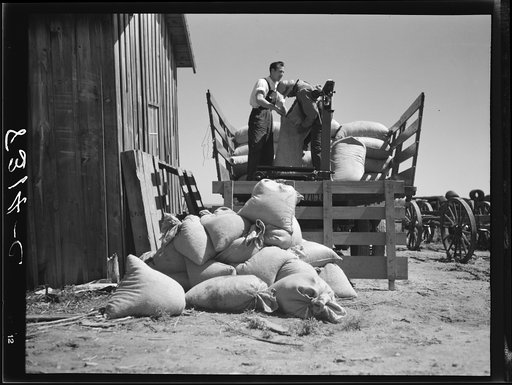 Weighing certified cotton seed for distribution to Negro farmers of Roanoke Farms. North Carolina