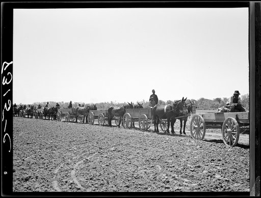 Farmers waiting in line for cotton seed, fence posts and wire which they are buying cooperatively. Roanoke Farms, North Carolina