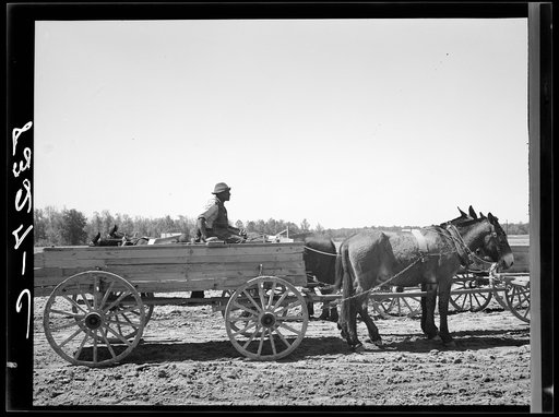 Farmer waiting in line for supplies which he is buying cooperatively at Roanoke Farms, North Carolina