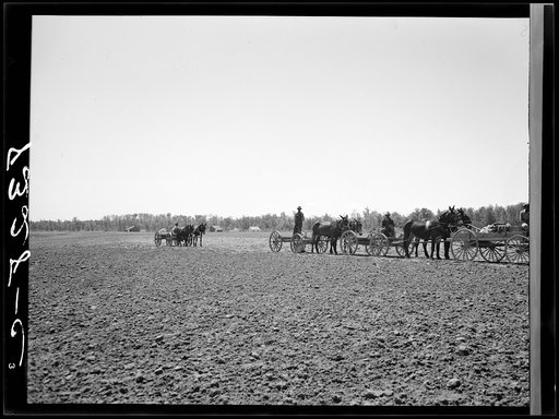 The end of the line of one hundred thirty Negro farmers with mule teams who are buying their cotton seed and other supplies cooperatively at Roanoke Farms, North Carolina