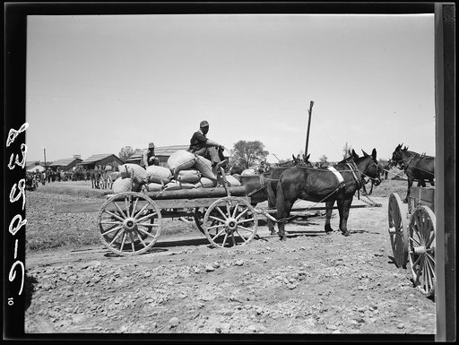 Farmer with his allotment of cotton seed which he has just bought cooperatively at Roanoke Farms, North Carolina