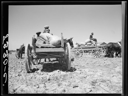 Farmers going home with cotton seed which has been bought cooperatively at Roanoke Farms, North Carolina