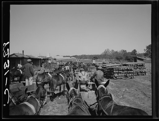 Negro farmers getting cotton seed and other supplies which they are buying cooperatively at Roanoke Farms, North Carolina