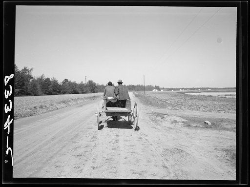 Farmer driving his mule team to community warehouse where he will get cotton seed and other supplies which have been bought cooperatively. Roanoke Farms, North Carolina