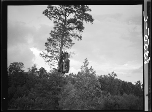Automobile up tree as warning to drivers. Wilson, North Carolina