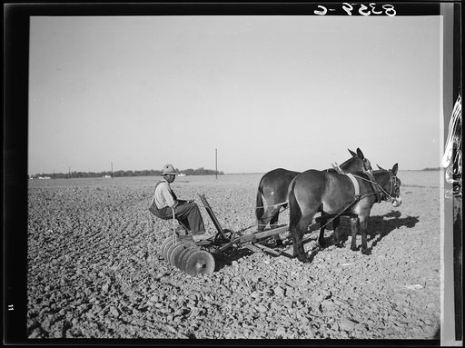 Son of farmsteader at Roanoke Farms, North Carolina