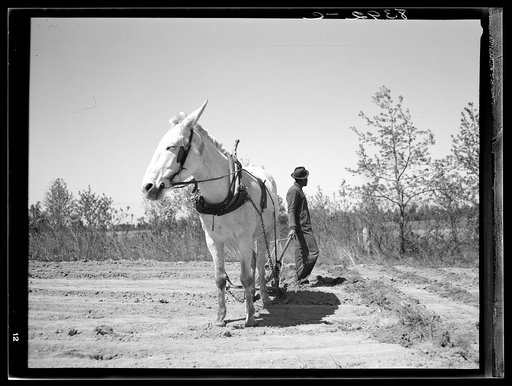 Plowing. North Carolina