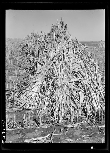 Sorghum cane to be used as feed. Lancaster County, Nebraska
