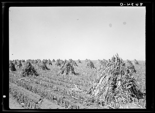 Sorghum cane to be used as feed. Lancaster County, Nebraska