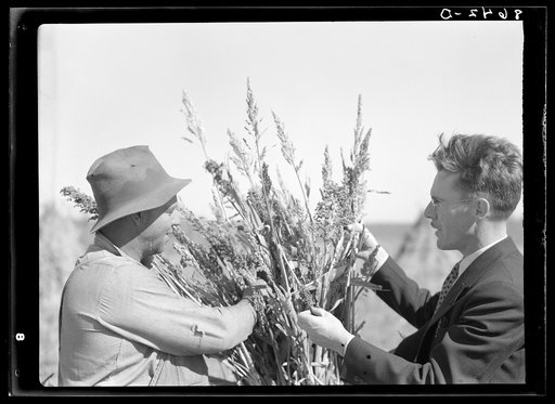 Rehabilitation client and county supervisor examining sorghum cane. Lancaster County, Nebraska