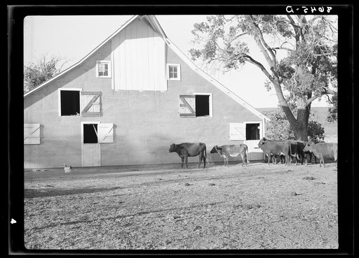 Barnyard. Seward County, Nebraska