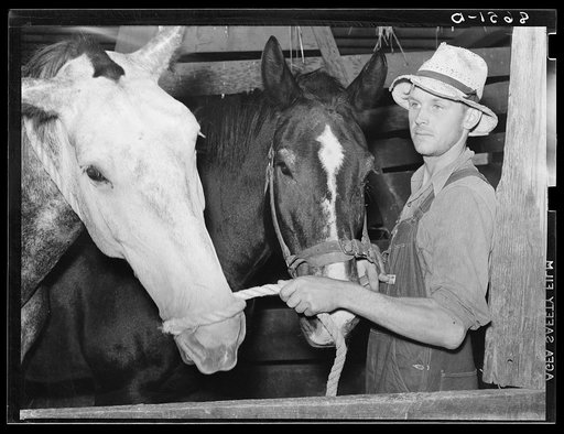 Rehabilitation client with team of horses. Gage County, Nebraska