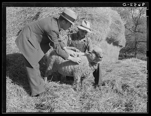 Farm Security Administration county supervisor examining sheep belonging to rehabilitation client. Gage County, Nebraska