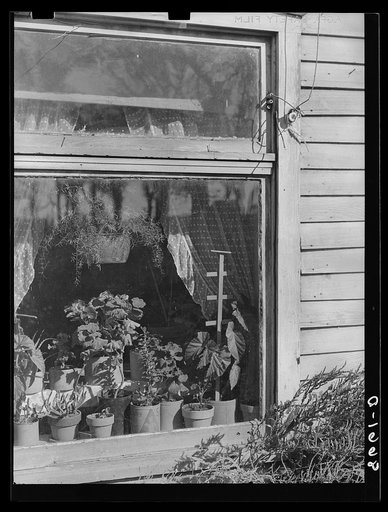 Plants in window of Nebraska farmhouse