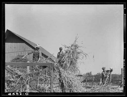 Unloading sorghum cane at farm of rehabilitation client. Gage County, Nebraska