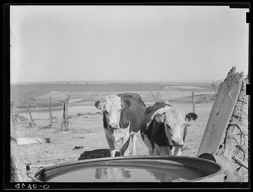 Cattle at watering trough. Ottawa County, Kansas