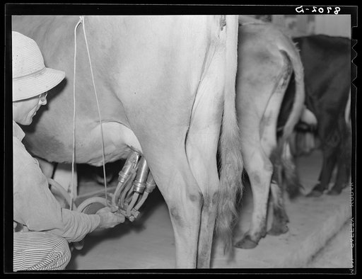 Automatic milking machine. Douglas County, Kansas