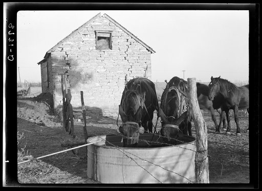 Cloud County, Kansas. Horses watering