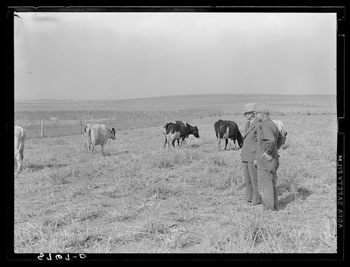 County supervisor looking over rehabilitation client's cattle. Lincoln County, Nebraska