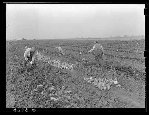 Mexicans working in sugar beet fields. Lincoln County, Nebraska