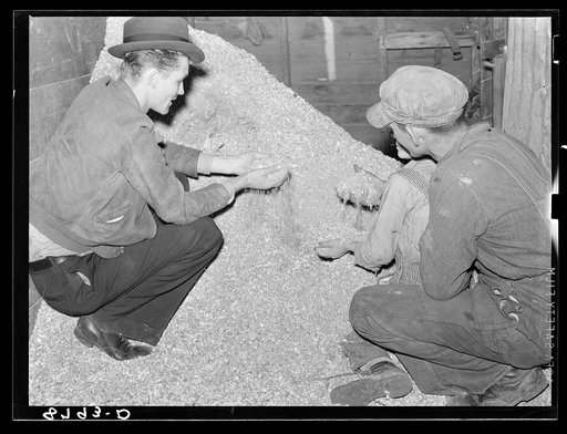 County supervisor examines client's ground feed. York County, Nebraska