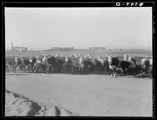 Cattle. Dawson County, Nebraska