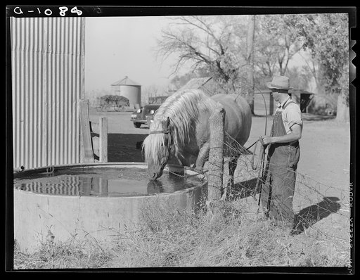 Cooperatively owned stallion bought with an Farm Security Administration loan. Cost seven hundred dollars. In 1938 bred sixty-four mares. Dawson County, Nebraska