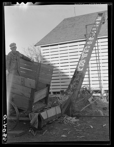 Loading corn into crib. Otoe County, Nebraska