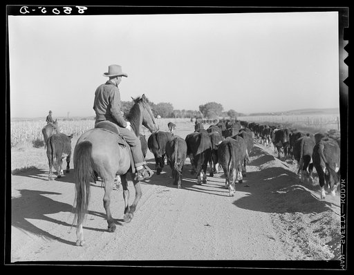 Cowboy driving cattle to grazing land. Dawson County, Nebraska