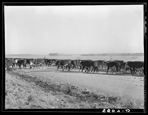 Cattle being led to grazing land. Dawson County, Nebraska
