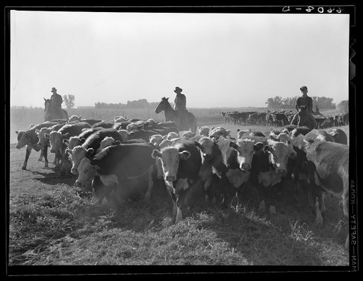 Cowboys and cattle. Dawson County, Nebraska