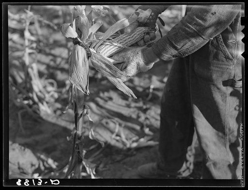 Nebraska farmer shucking corn