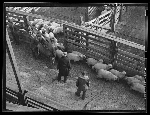 Counting sheep as they enter the stockyards. South Omaha, Nebraska